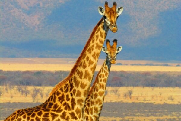 6-Day Amboseli & Masai Mara Luxury Safari