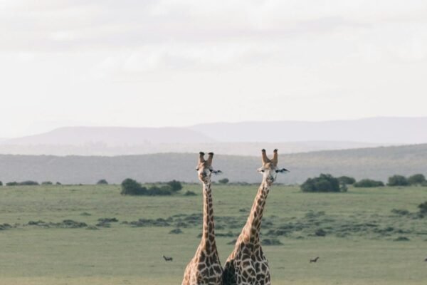 East African Splendour – 12-Day Luxury Safari