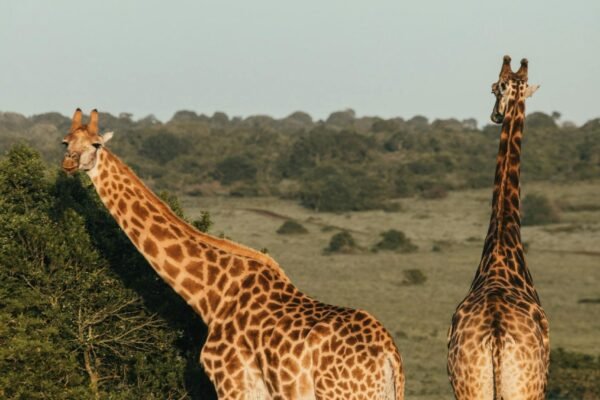 4-Day Lake Naivasha, Lake Nakuru & Maasai Mara 4×4 Safari