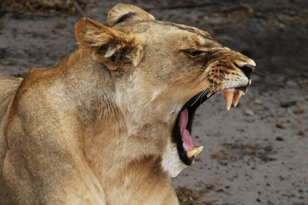 4 Days Masai Mara – Lake Nakuru Adventure Safari