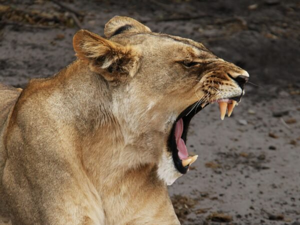 4 Days Masai Mara – Lake Nakuru Adventure Safari