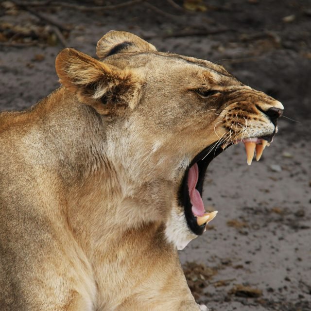 4 Days Masai Mara – Lake Nakuru Adventure Safari