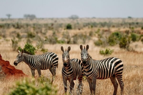 SCENIC AMBOSELI SAFARI.