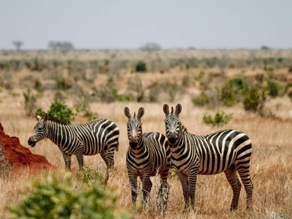 SCENIC AMBOSELI SAFARI.