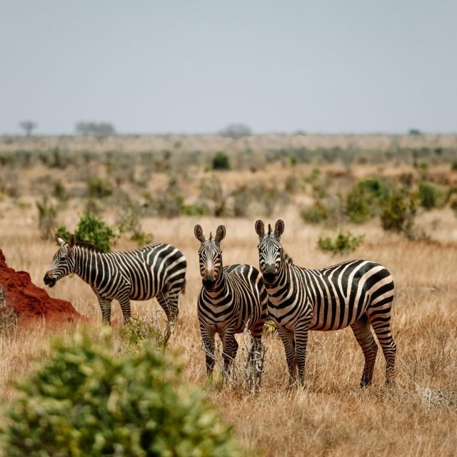 SCENIC AMBOSELI SAFARI.