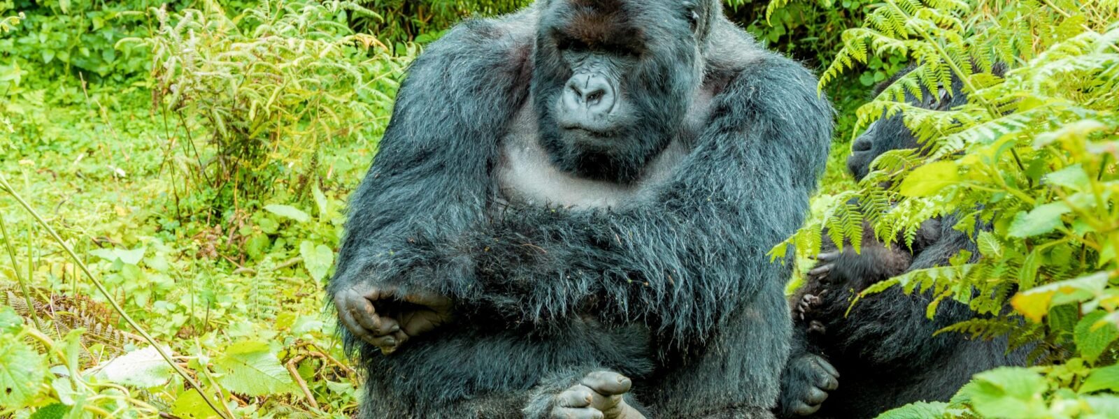 Bwindi Impenetrable Forest