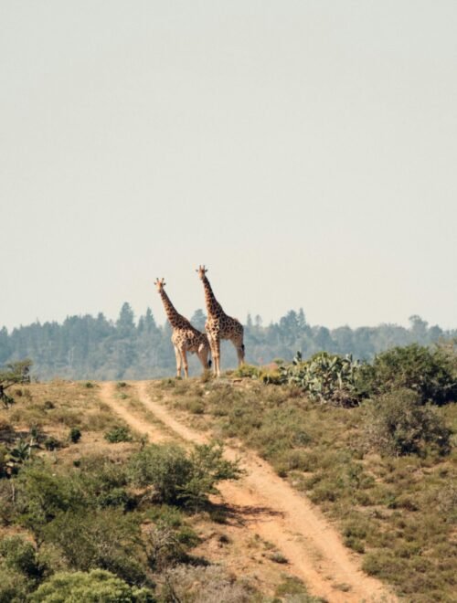 7-Day Ultimate Kenyan Safari