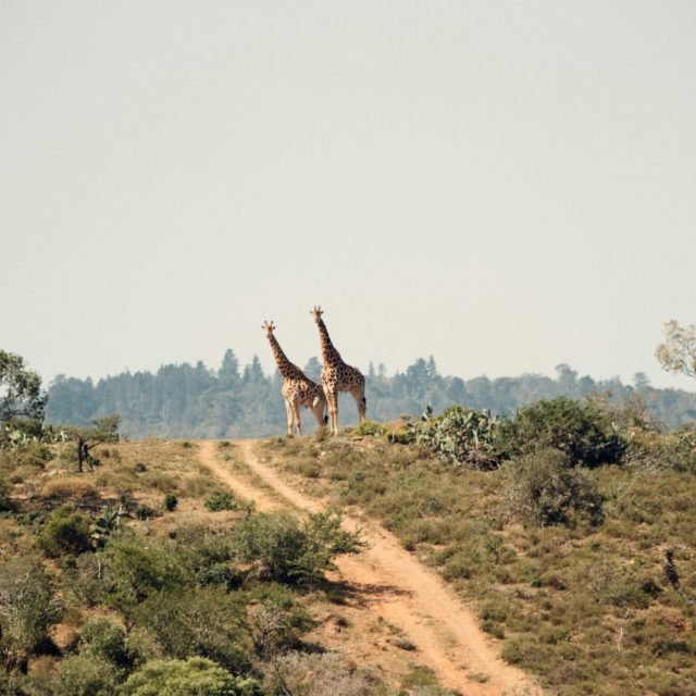 7-Day Ultimate Kenyan Safari