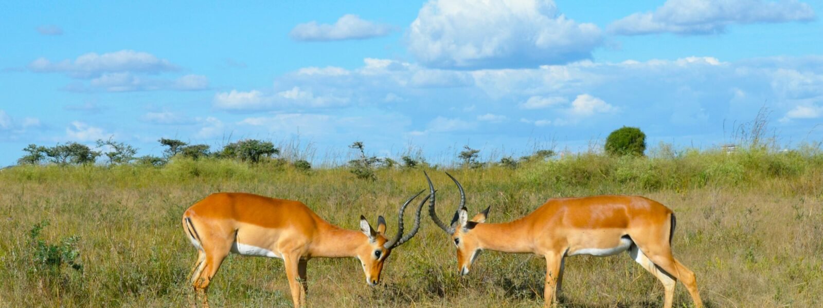 Nairobi National Park