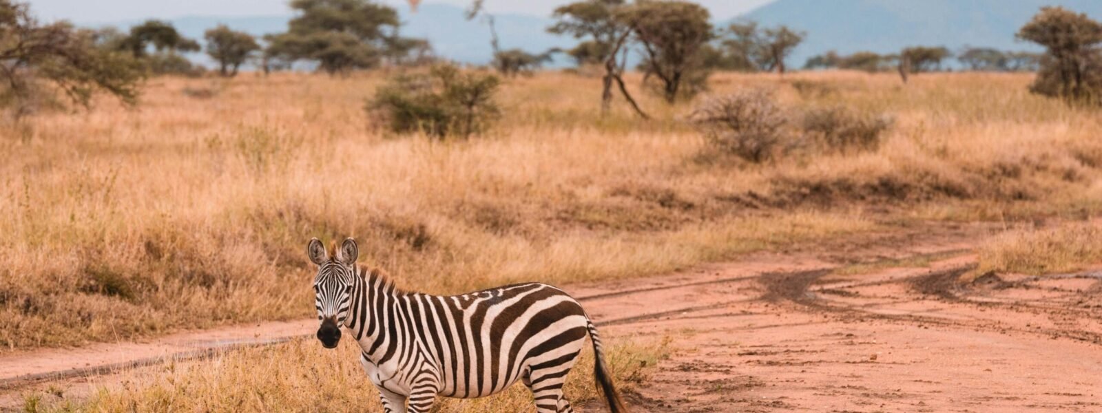 Tarangire National Park