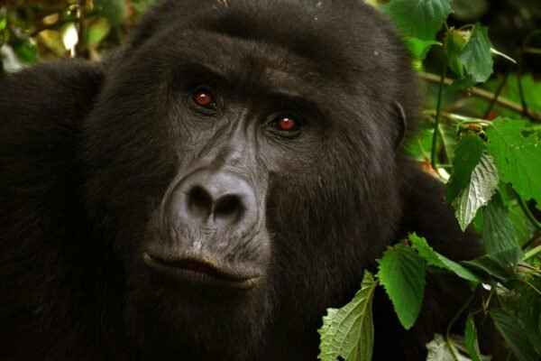 Typical Ugandan Adventure