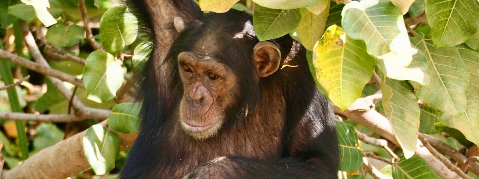 Mahale Mountains National Park
