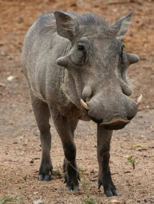 6 Days Classic African Safari