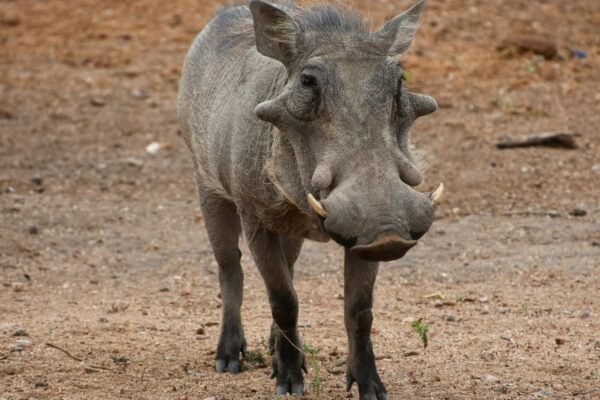 6 Days Classic African Safari