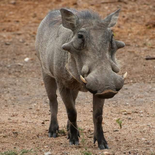 6 Days Classic African Safari