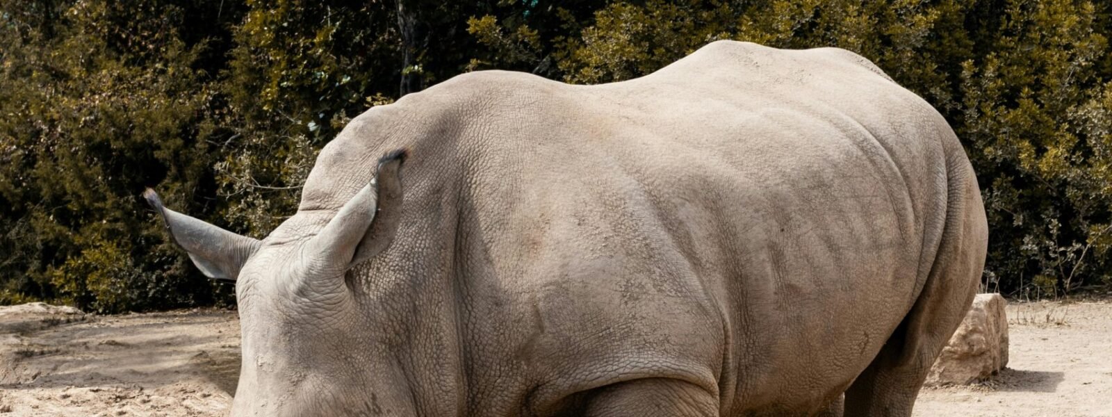 Ol pajeta Conservancy