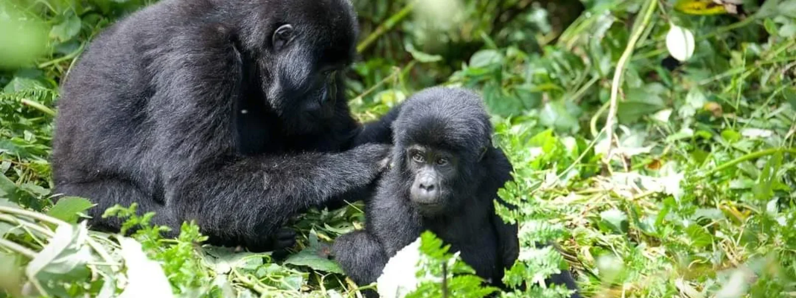 Mgahinga Gorilla National Park