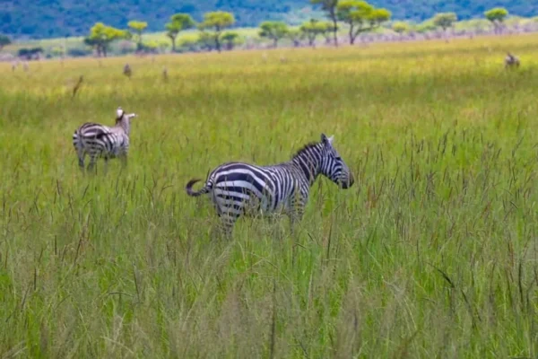 Wonders of the Serengeti & Ngorongoro Crater