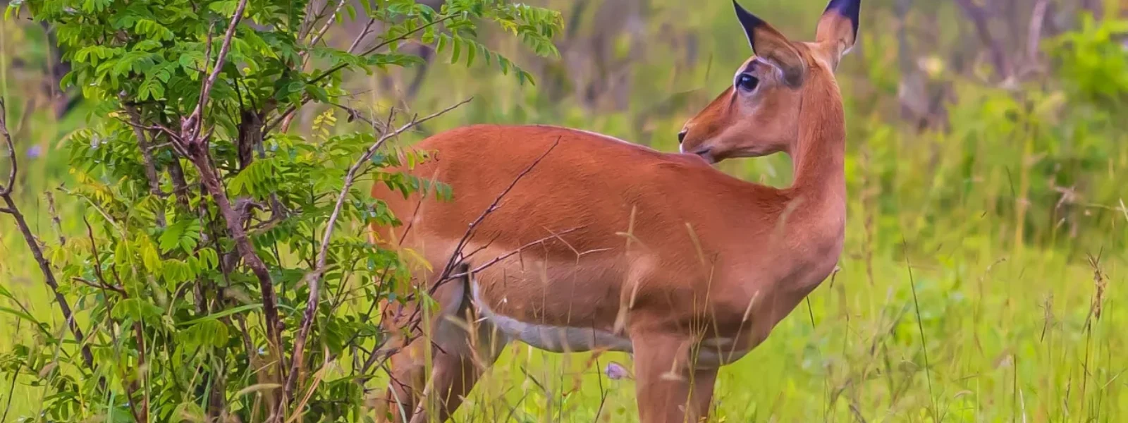 Shimba Hills National Reserve